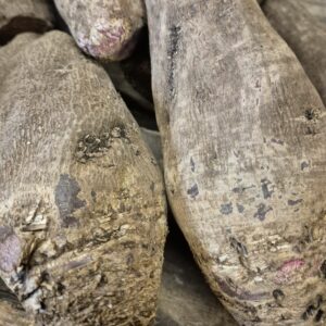 Betterave longue crue