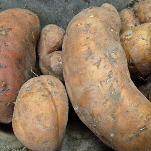 Patate douce