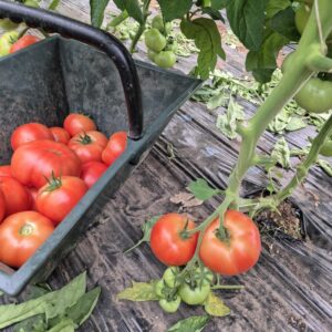 Tomates