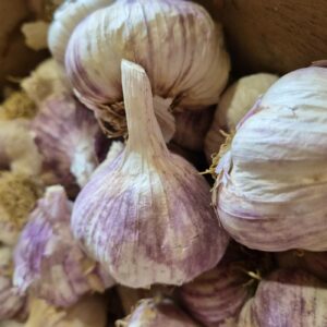 Ail violet nouveau