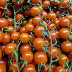 Tomates cerises