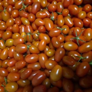 Tomates cerises