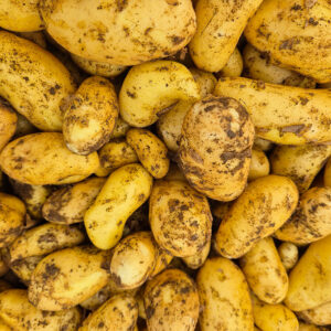 Pommes de terre Nouvelles