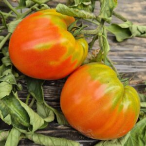 Tomates Coeur de boeuf