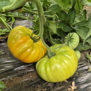 Tomates Ananas