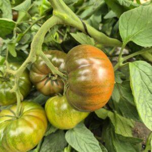 Tomates Noir de crimée
