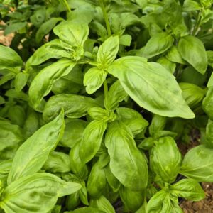 Basilic